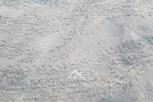 Новорожденные черепашки бегут к воде на пляже Аргаки