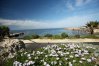 Зима на Кипре - ромашки на берегу фешенебельного отеля Элизиум в Пафосе