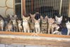 Парк кошек у монастыря Талы находится всего в 15 минутах езды от центра Пафоса .