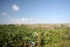 Роскошные банановые плантации на побережье Ст.Джордж, Регион Пафоса, Кипр