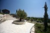 Древнее оливковое дерево в муниципальном парке Талы, Кипр
