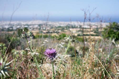 Редкая находка - шотландский чертополох на склонах холмов Мелиссовунос в Тале, Кипр